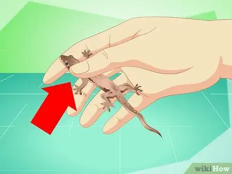 Imagen titulada Catch a Common House Lizard and Keep It As a Pet Step 9