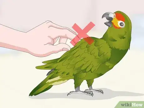 Imagen titulada Deal with an Aggressive Amazon Parrot Step 15