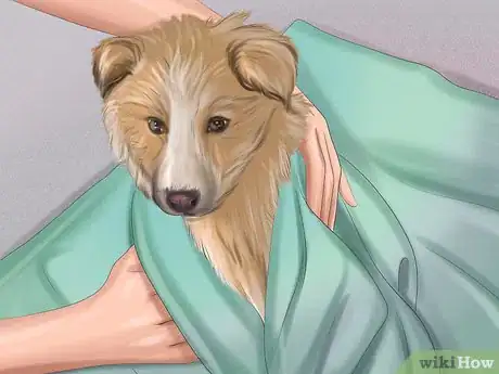 Imagen titulada Make Sure That Your Dog Is Ok After Giving Birth Step 1