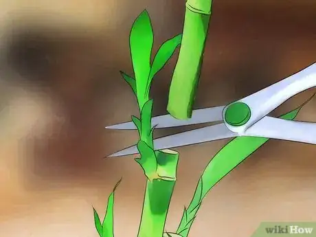 Imagen titulada Take Care of Lucky Bamboo Step 11