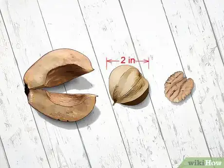 Imagen titulada Identify Hickory Nuts Step 7