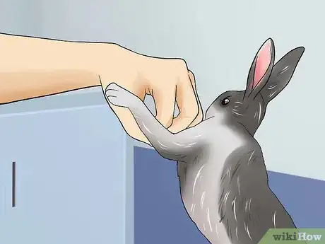 Imagen titulada Teach a Rabbit Not to Scratch Step 6