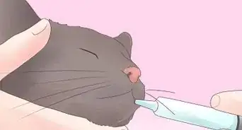 darle medicina a un gato