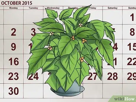 Imagen titulada Keep Poinsettias Growing To Next Christmas Step 10