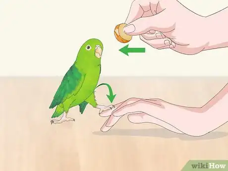 Imagen titulada Interact with Your Parrotlet Step 5