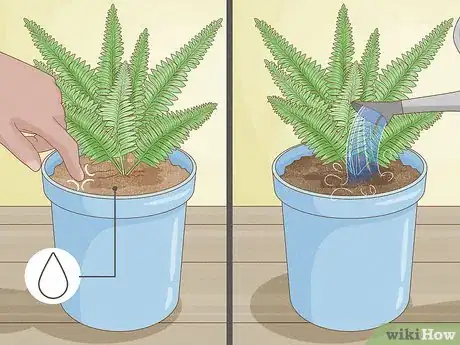 Imagen titulada Grow Fern Indoors Step 3