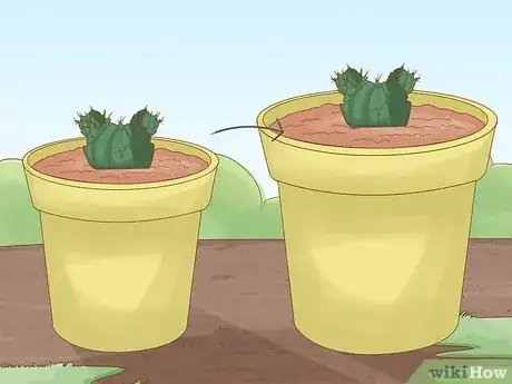 Imagen titulada Grow a Cactus Step 8