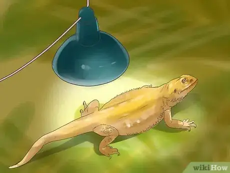 Imagen titulada Give a Bearded Dragon a Bath Step 10