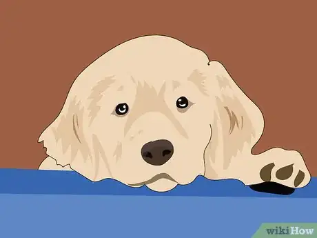 Imagen titulada Care for a Diabetic Dog Step 9