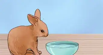 alimentar a conejos bebés
