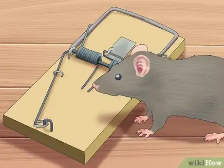 Imagen titulada Trap Rats Step 12