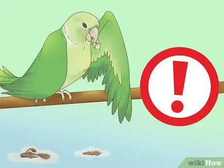 Imagen titulada Feed a Conure Step 11