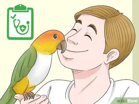 Imagen titulada Know if a Caique Parrot Is Right for You Step 13