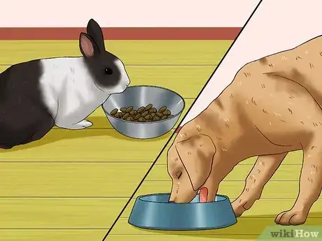 Imagen titulada Introduce a Dog and a Rabbit Step 15