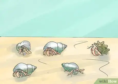 Imagen titulada Properly Care for Land Hermit Crabs Step 10