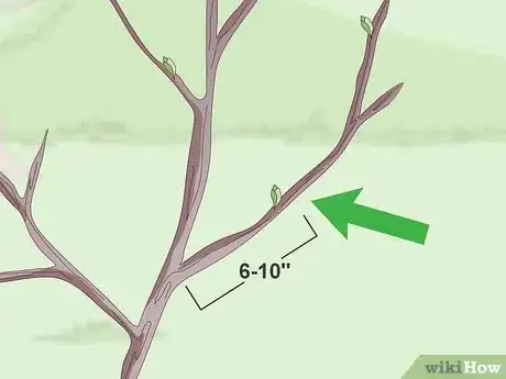 Imagen titulada Root Trees Step 5