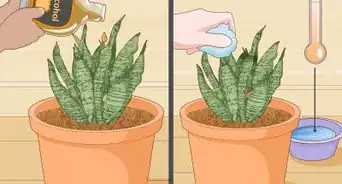 cuidar de una sansevieria o espada de san jorge