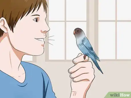 Imagen titulada Gain Your Parakeet's Trust Step 11