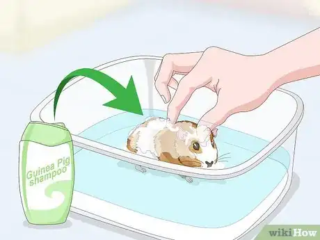 Imagen titulada Bathe a Guinea Pig Step 15