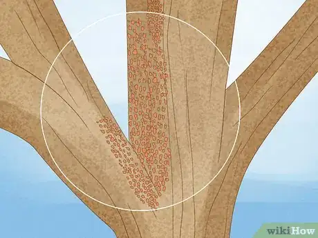 Imagen titulada Plant Mahogany Trees Step 14