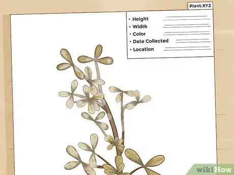 Imagen titulada Make a Herbarium Step 14