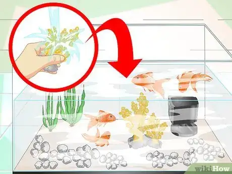 Imagen titulada Keep Aquarium Water Clear Step 13