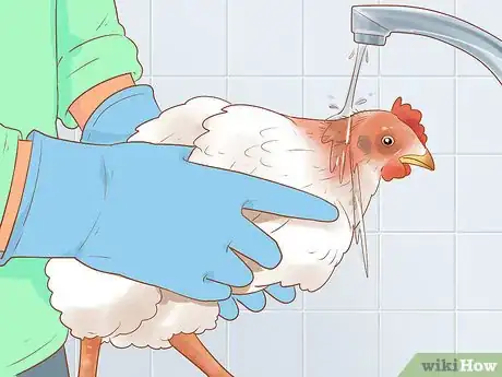 Imagen titulada Help a Pecked Chicken with a Wound Step 5