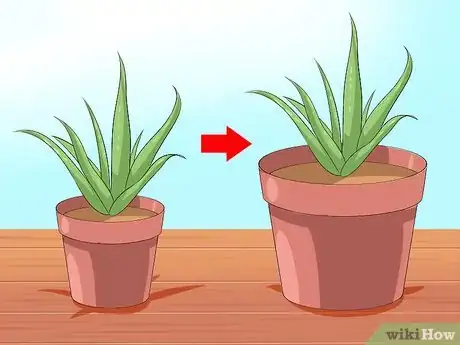 Imagen titulada Care for Your Aloe Vera Plant Step 4