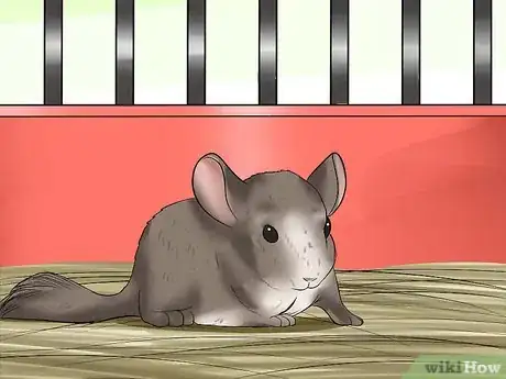 Imagen titulada Tame Your Chinchilla Step 4