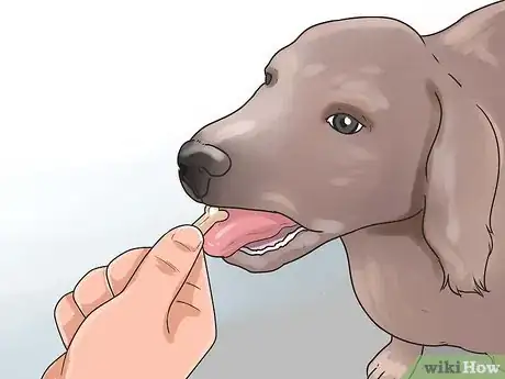 Imagen titulada Build Trust with an Abused Dog Step 10