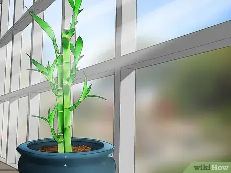 Imagen titulada Care for an Indoor Bamboo Plant Step 7