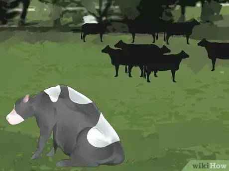 Imagen titulada Tell if a Cow or Heifer Is About to Give Birth Step 8