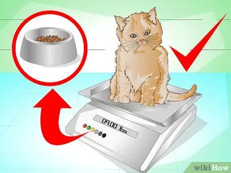 Imagen titulada Put Weight on a Cat Step 12