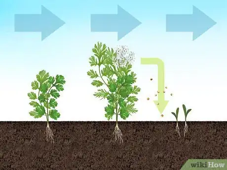 Imagen titulada Grow Cilantro Step 7