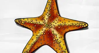 dibujar una estrella de mar