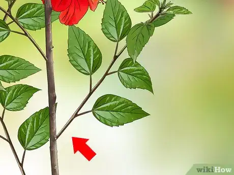 Imagen titulada Propagate Hibiscus Step 2