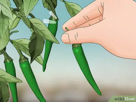 Imagen titulada Grow Green Chili Step 18