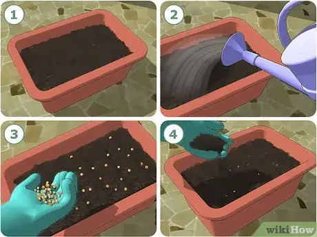 Imagen titulada Grow Cilantro Step 9