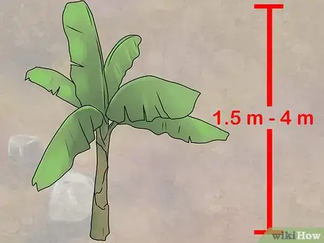 Imagen titulada Grow Banana Trees in Containers Step 2