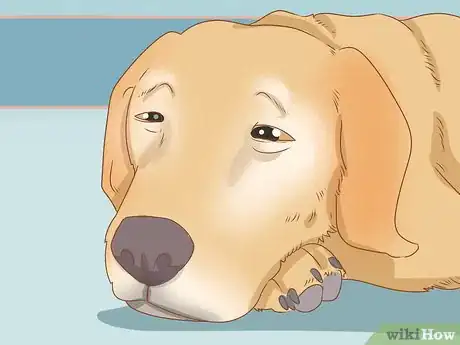 Imagen titulada Tell if Your Dog Is Depressed Step 8