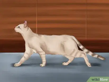 Imagen titulada Identify a Tonkinese Cat Step 6