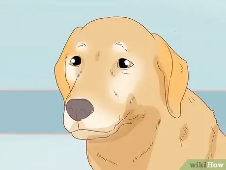 Imagen titulada Tell if Your Dog Is Depressed Step 9