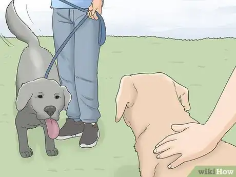 Imagen titulada Stop Dog Marking Behaviors Step 7