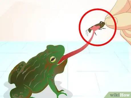 Imagen titulada Care for a Sick Frog with Red Leg Disease Step 9