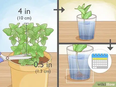 Imagen titulada Grow Mint Indoors Step 2