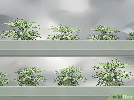 Imagen titulada Grow Medical Marijuana Step 28