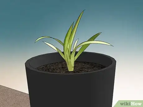 Imagen titulada Prune a Spider Plant Step 8