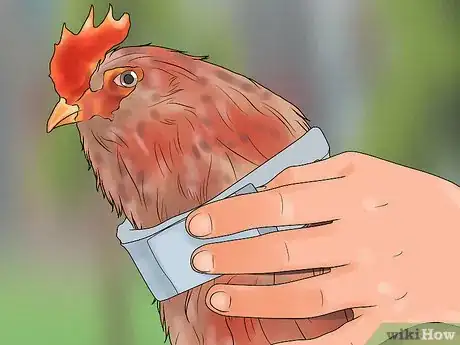 Imagen titulada Stop a Rooster from Crowing Step 10