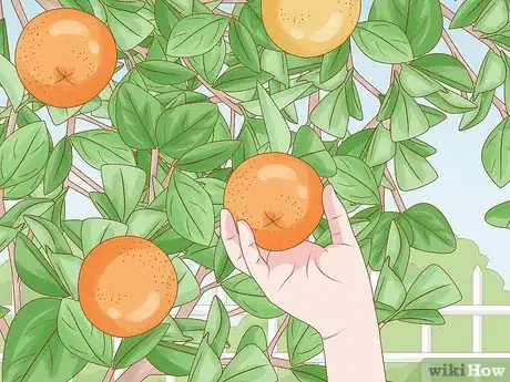 Imagen titulada Grow an Orange Tree Step 22