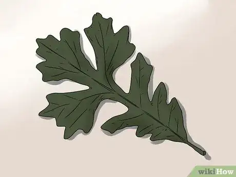 Imagen titulada Identify Oak Leaves Step 11